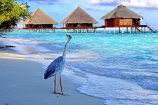 Maldive-Islands_8Q7HF_8Q7MH